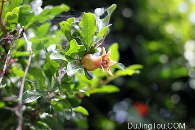 Rodenstock Heligon 50mm/F1.9 (M42 mount)罗顿镜头评测及样片 Rodenstock Heligon 50mm/F1.9 (M42 mount)罗顿镜头评测及样片