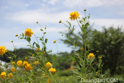 Rodenstock Heligon 50mm/F1.9 (M42 mount)罗顿镜头评测及样片 Rodenstock Heligon 50mm/F1.9 (M42 mount)罗顿镜头评测及样片