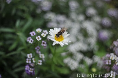 Steinheil Auto-D-Quinaron 35mm/F2.8镜头测试及样片 Steinheil Auto-D-Quinaron 35mm/F2.8镜头测试及样片