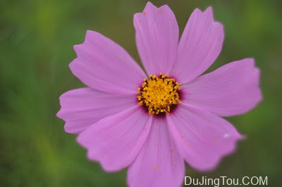 Steinheil Auto-D-Quinaron 35mm/F2.8镜头测试及样片 Steinheil Auto-D-Quinaron 35mm/F2.8镜头测试及样片