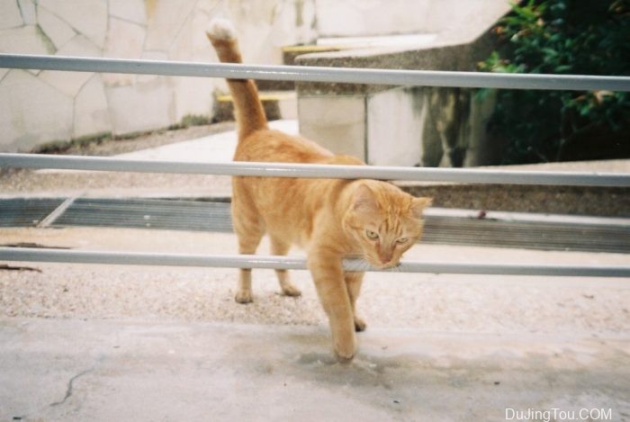 Nicole:Fujicolor C200不应被遗忘的胶片 Nicole:Fujicolor C200不应被遗忘的胶片