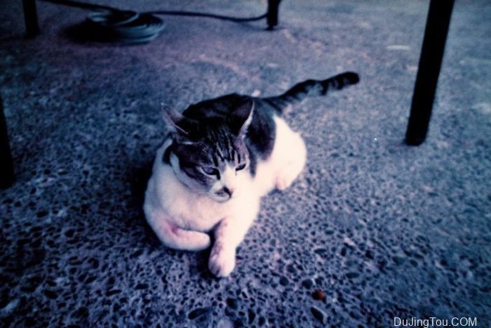 Contax TVS上的Lomochrome Purple XR100-400 Contax TVS上的Lomochrome Purple XR100-400