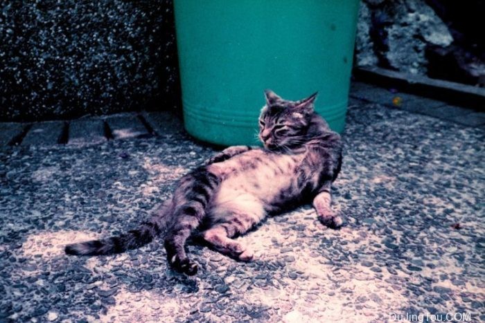 Contax TVS上的Lomochrome Purple XR100-400 Contax TVS上的Lomochrome Purple XR100-400