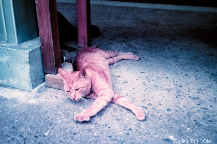 Contax TVS上的Lomochrome Purple XR100-400 Contax TVS上的Lomochrome Purple XR100-400