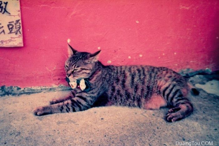 Contax TVS上的Lomochrome Purple XR100-400 Contax TVS上的Lomochrome Purple XR100-400