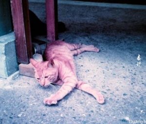 Nicole:再见，Contax TVS