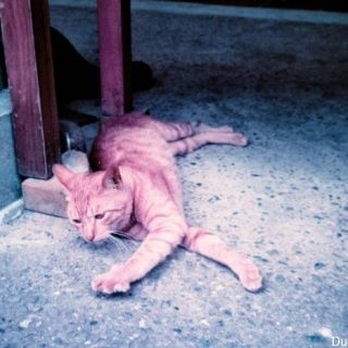 Nicole:再见，Contax TVS