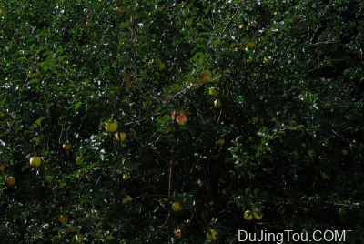 微距尼康nikon尼克尔70 mm f / 5 镜头测试及样片 微距尼康nikon尼克尔70 mm f / 5 镜头测试及样片