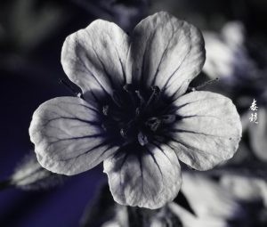 紫外摄影成像中的白平衡