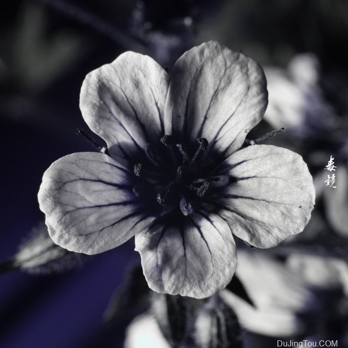 紫外摄影成像中的白平衡