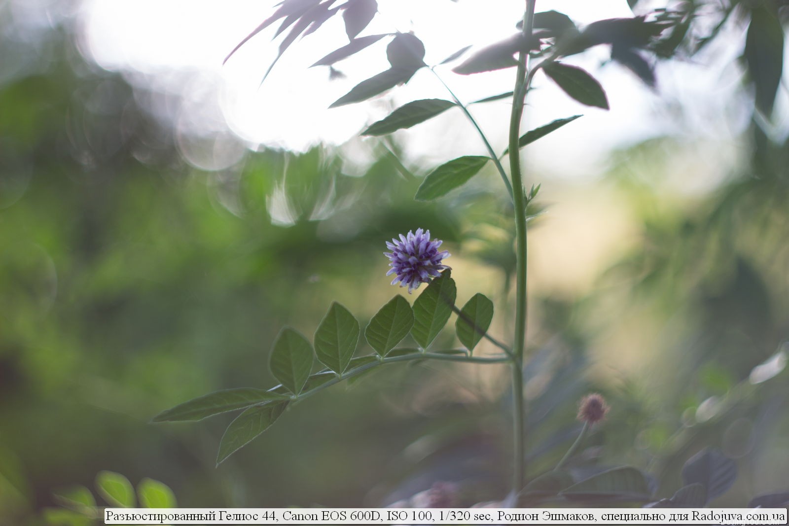 苏联镜头：Helios-44 1: 2 F = 5,8 cm P KMZ读者 Radozhiva 对稀有镜头的评论