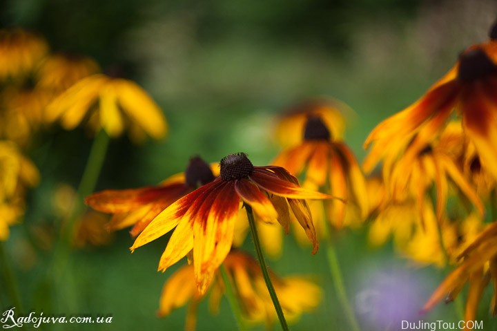 苏联镜头：Helios 44 镜头概览