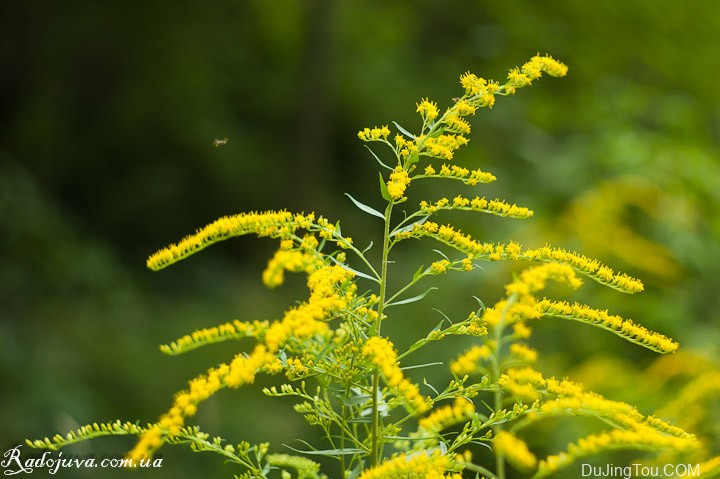 苏联镜头：Helios 44 镜头概览