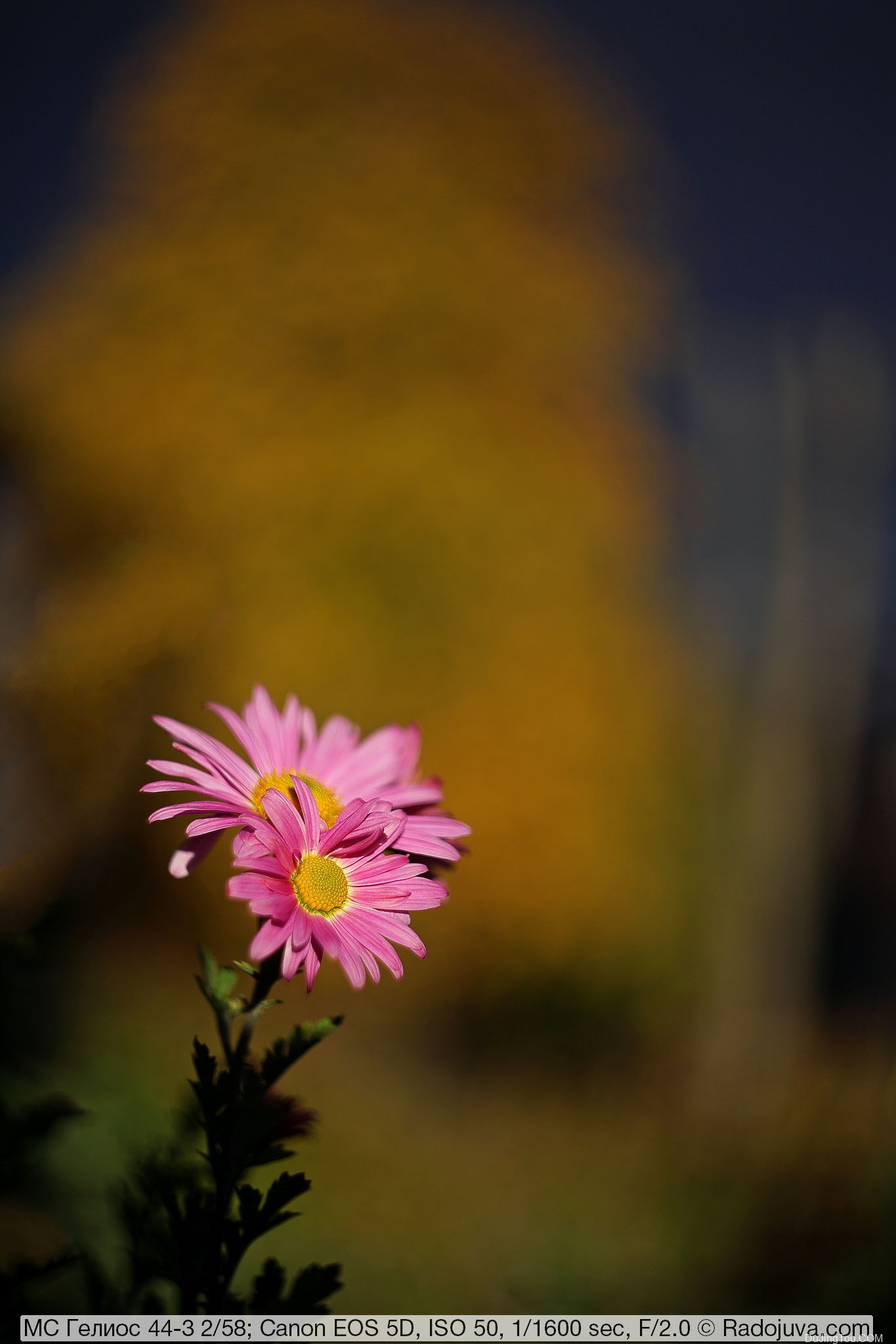 苏联镜头： Helios 44-3 2/58 MS MMZ, 8 光圈版