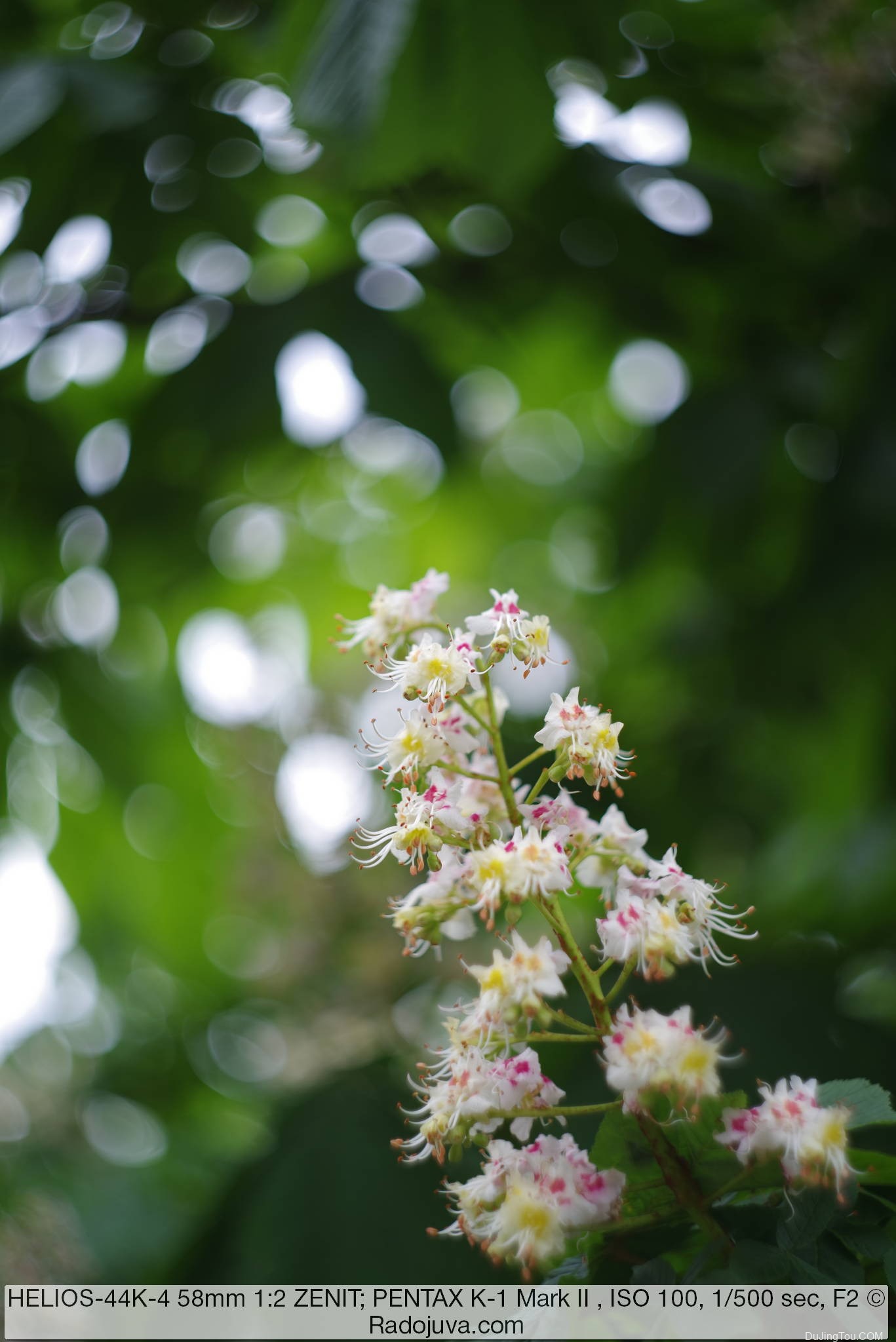 苏联镜头：HELIOS-44K-4 58mm 1:2 KMZ, 6 片光圈版, Pentax K机身样片