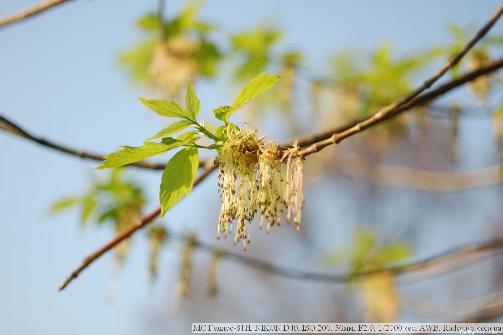 苏联镜头：MS Helios-81N 2/50 lens镜头资料及样片