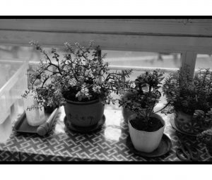 Apo Lanthar 4,5 / 105样片