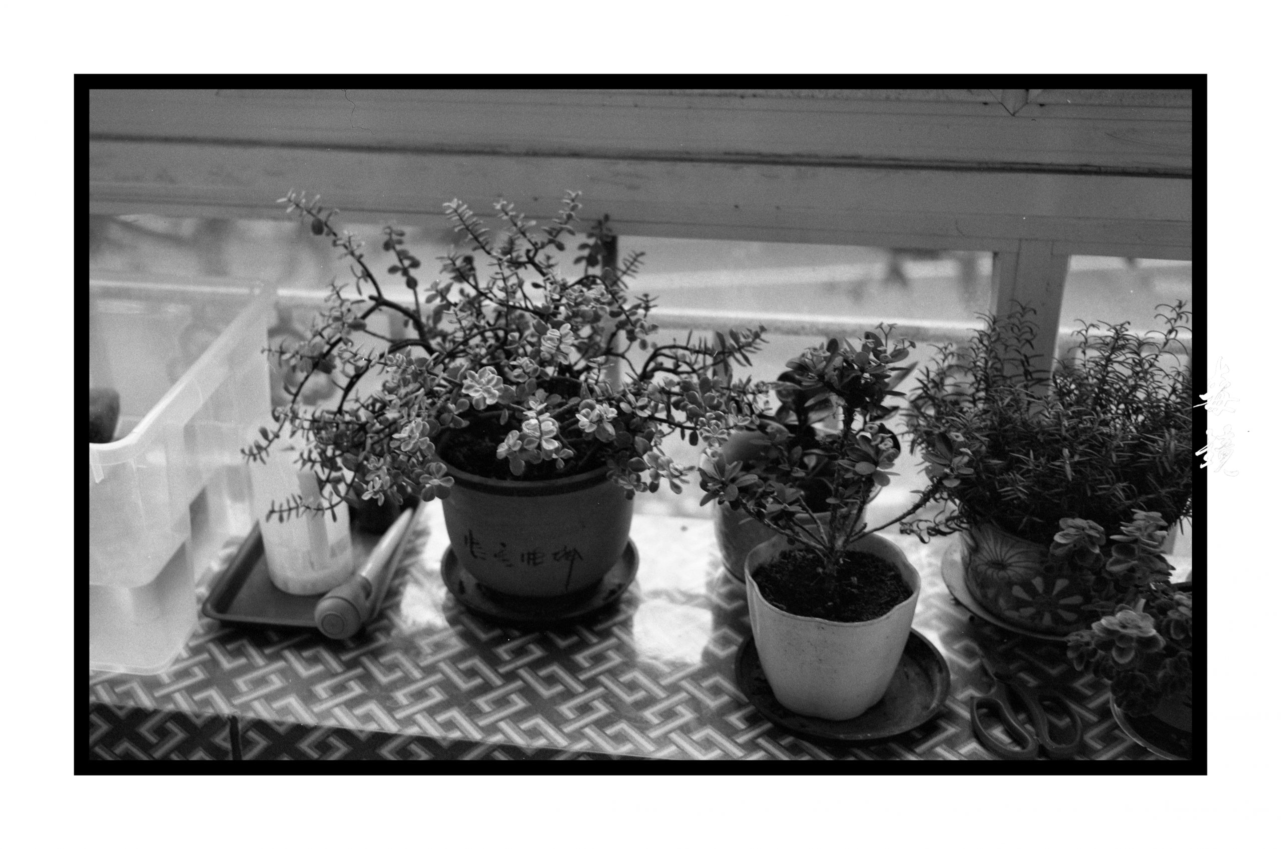 Apo Lanthar 4,5 / 105样片